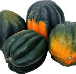 Squash, Acorn